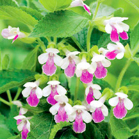 Melittis Plant - Royal Velvet