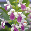Melittis Royal Velvet Plants
