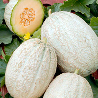 Melon Emir F1 Grafted Plants x 3 (delivery late April)