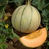 Melon Grafted Plant - Anasta
