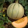 Melon Grafted Plant - Anasta