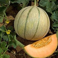 Melon Grafted Plant - Anasta