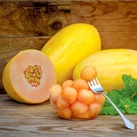Melon Plants - Mangomel