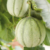 Melon Sienne F1 Grafted Plants x 3 (late April)