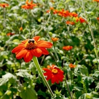 Mexican Sunflower Seeds - Tithonia Goldfinger
