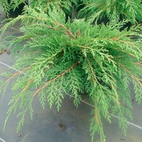 Microbiota decussata Plant
