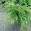 Microbiota decussata Plant
