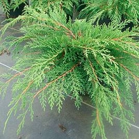 Microbiota decussata Plant