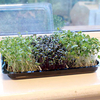 Microherbs 3 for L6 offer