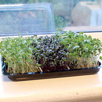 Microherbs 3 for L6 offer
