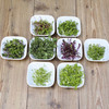 Microherbs Citrus Zest