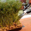 Microherbs Sugar Pea Shoots