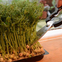 Microherbs Sugar Pea Shoots