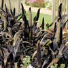 Millet Ornamental Seeds - Purple Majesty F1