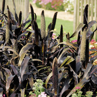 Millet Ornamental Seeds - Purple Majesty F1