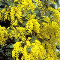 Mimosa Hardy Plant