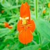 Mimulus cardinalis Plants