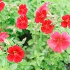 Mimulus cupreus Plant - Red Emperor