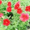 Mimulus cupreus Plants - Red Emperor