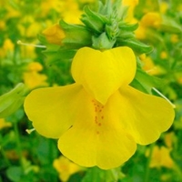 Mimulus guttatus Plant