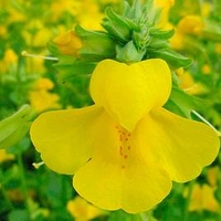 Mimulus guttatus Plant