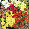 Mimulus Seeds - Big Boy F1