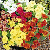 Mimulus Seeds - Big Boy F1