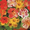 Mimulus Seeds - Little Devil F2