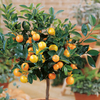 Mini Citrus Trees - Collection