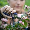 Mini Trimming Shear