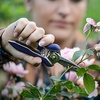 Mini Trimming Shear