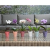 Miniature 6cm Orchid