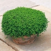Mint Seeds - Corsican