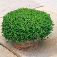 Mint Seeds - Corsican