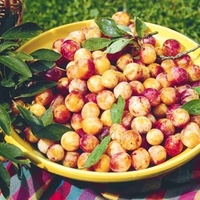 Mirabelle Tree - de Nancy