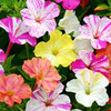 Mirabilis Seeds - Marbles Mixed