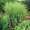 Miscanthus Plant - Gold Bar