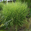 Miscanthus Plant - Miscanthus