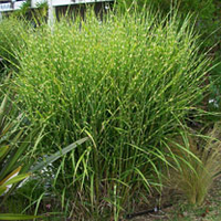 Miscanthus Plant - Miscanthus