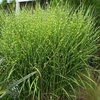Miscanthus sinensis Plant - Strictus (Zebrinus)