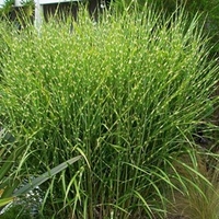 Miscanthus sinensis Plant - Strictus (Zebrinus)