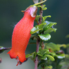 Mitraria Plant - Coccinea