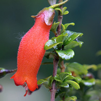 Mitraria Plant - Coccinea