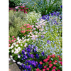 Mixed Spring Bedding Plants - 18