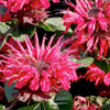 Monarda Plant - Bee Happy