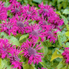 Monarda Plant - Bee True
