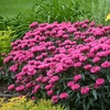 Monarda Plant - Bubblegum Blast
