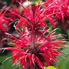 Monarda Plant - Cambridge Scarlet