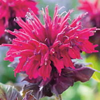 Monarda Plant - Fireball