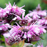 Monarda Plant - Mohawk
